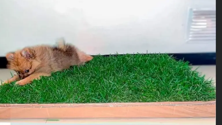 Un perro recostado sobre su caja de pasto natural. HAPPYPET.