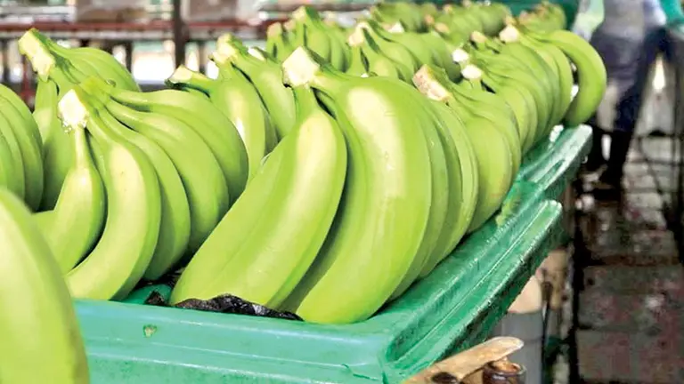 Producción de banano en el Trópico de Cochabamba. ARCHIVO