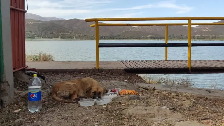 El perro, que requiere ayuda urgente, cerca del Circuito Bolivia.