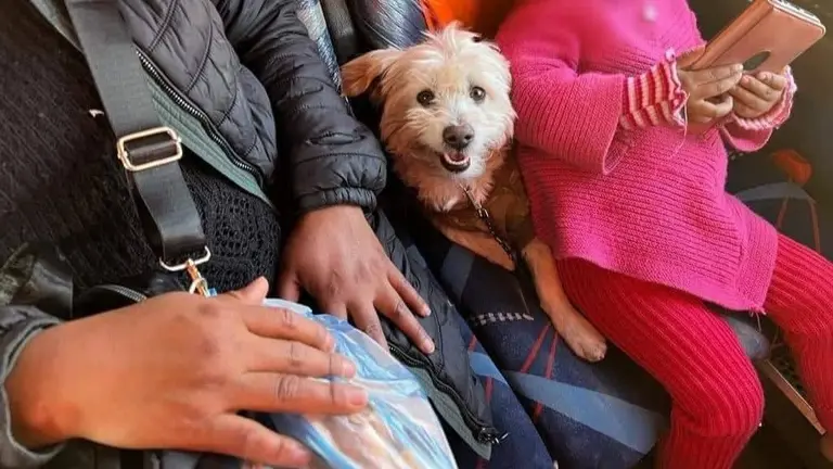 Un perrito viajando en un bus de La Paz.