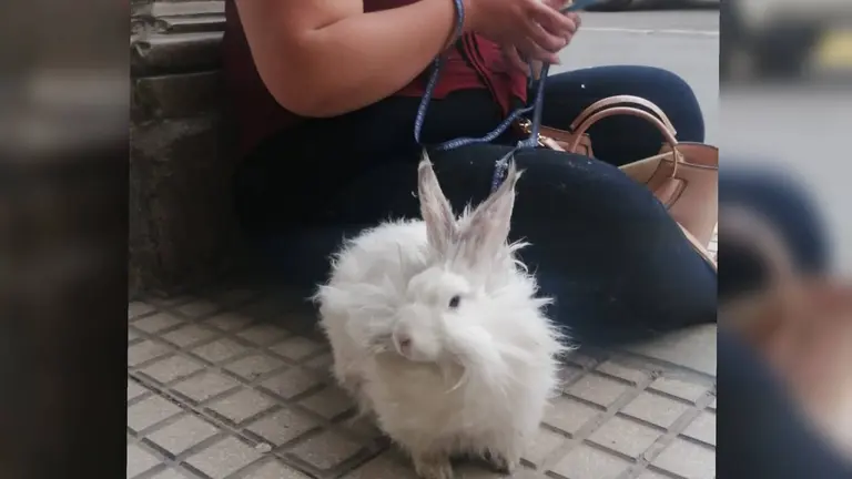 El conejo Tambor, el simp&aacute;tico animal que pasea con arn&eacute;s en Cochabamba. VIOLETA SORIA