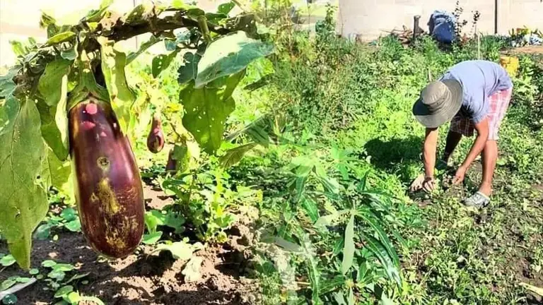 Del lado izquierdo, una berenjena producida por los internos de Palmasola. Del otro, un reo trabajando. R&Eacute;GIMEN PENITENCIARIO