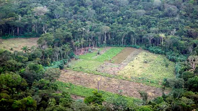 Deforestaci&oacute;n en Colombia. EFE