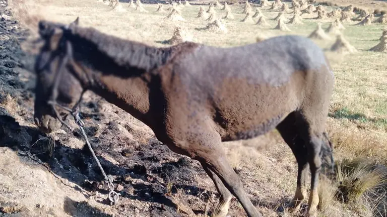 Uno de los caballos quemados por el incendio en Colomi. CORTES&Iacute;A