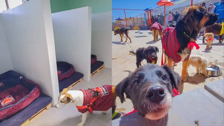 Los cachorros ya disfrutan del albergue municipal de Oruro, que cuenta con dormitorios, hospital y otros espacios. ALCALD&Iacute;A DE ORURO