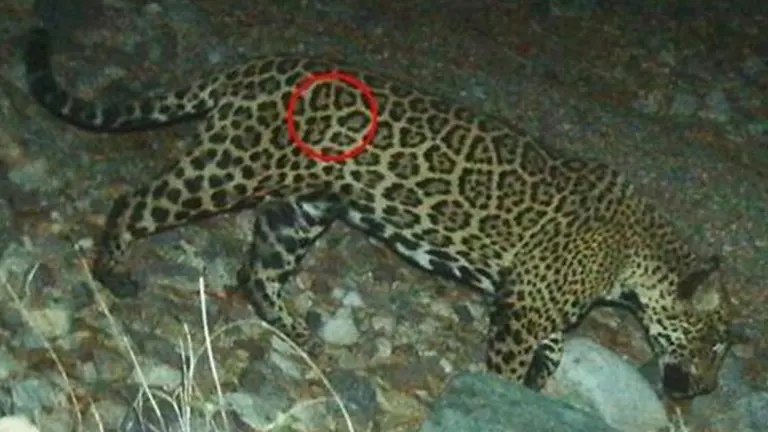 Sobre el jaguar. EFE