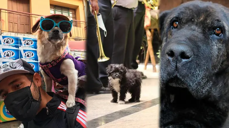 Sachi, el Capi y Baquiero perros destacados del pa&iacute;s. ARCHIVO