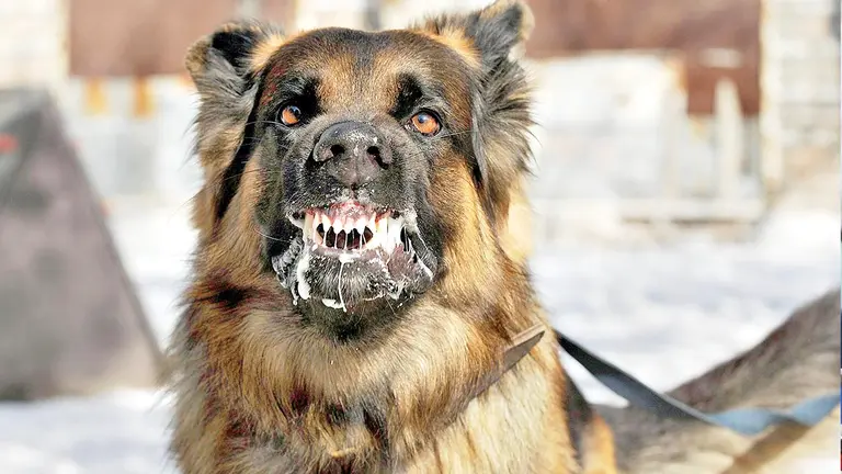 Un perro que est&aacute; con rabia canina./ VETERINARIA EL ROBLE