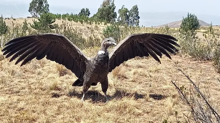 J'acha, el c&oacute;ndor andino liberado ayer en Pocona, tras 10 d&iacute;as de recuperaci&oacute;n. GOBERNACI&Oacute;N DE COCHABAMBA