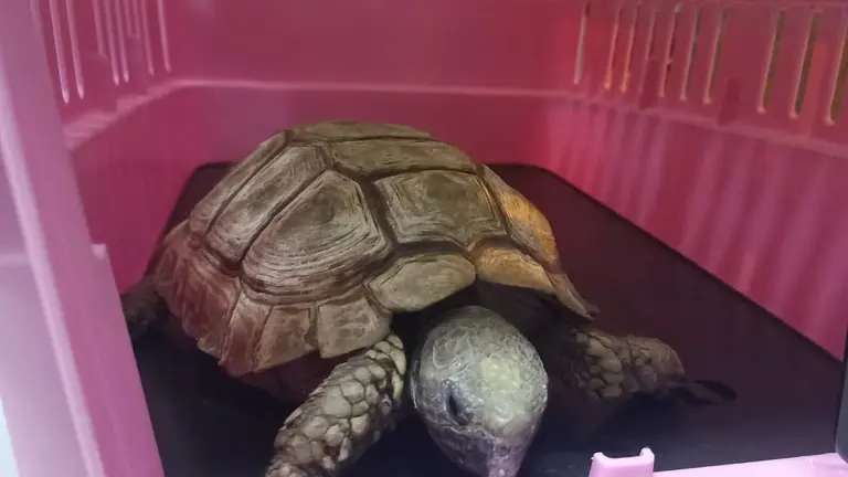 La tortuga rescatada por un conductor y Pofoma. POFOMA