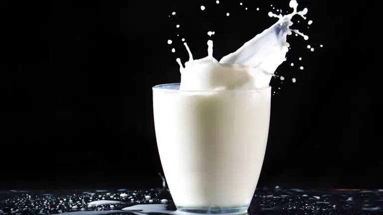 En muchas guías nutricionales se sugiere reemplazar el consumo de leche entera por la que es baja en grasas, también llamada descremada o, más coloquialmente, light. SHUTTERSTOCK