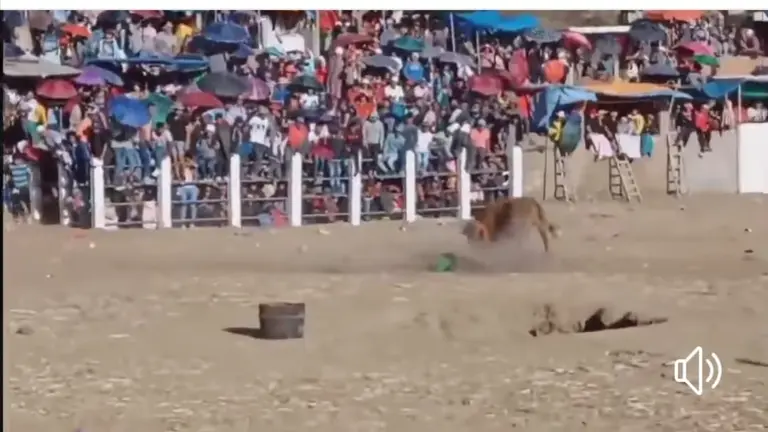 Un toro revuelca y zarandea a Weimar Condori Ramos, quien perdi&oacute; la vida durante su traslado a un centro hospitalario. CHUQUISACA DIGITAL