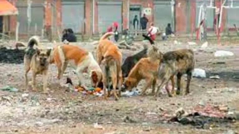 Foto referencial de canes en condición de calle./ ARCHIVO