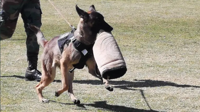 H&eacute;roes de cuatro patas: perros capaces de detectar droga, explosivos y hallar cad&aacute;veres
