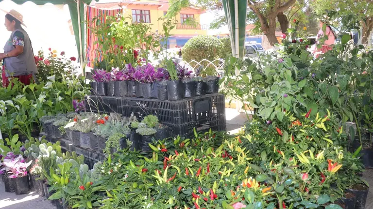La Feria de las Flores y Plantas de Sacaba, este s&aacute;bado. ALCALD&Iacute;A DE SACABA