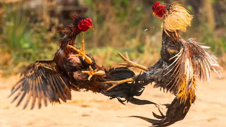 Imagen ilustrativa de una pelea de gallos. PIXABAY