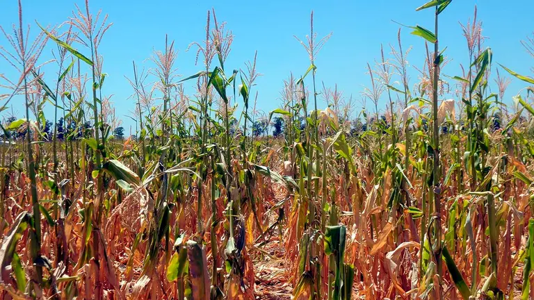 Vista de un cultivo de ma&iacute;z en San Crist&oacute;bal, al norte de la provincia de Santa Fe (Argentina), en una fotograf&iacute;a de archivo. EFE
