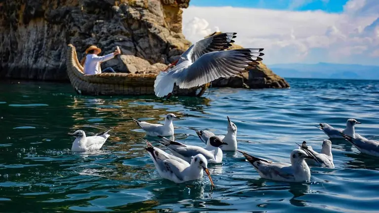 Una turista, rodeada por gaviotas en el lago Titicaca, en La Paz. DICO SOL&Iacute;S