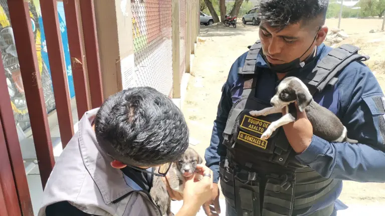 Tres cachorros abandonados son rescatados cerca de un basurero de La Cancha