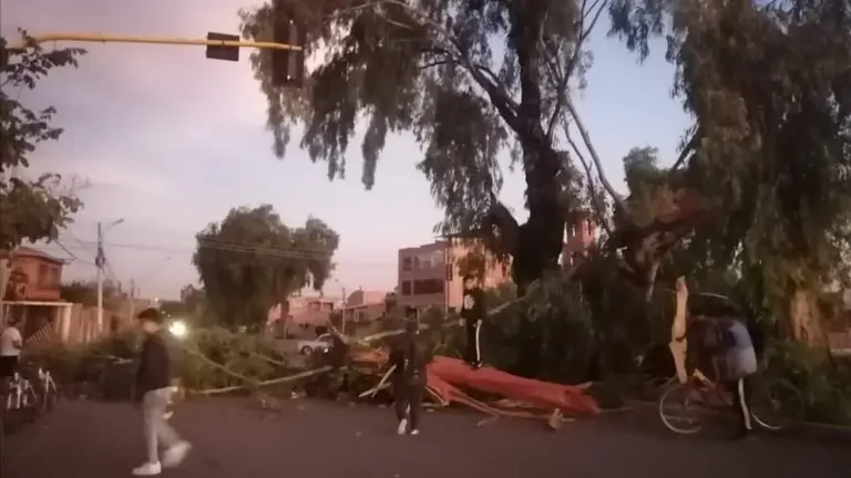 Los &aacute;rboles ca&iacute;dos en Quillacollo. RRSS