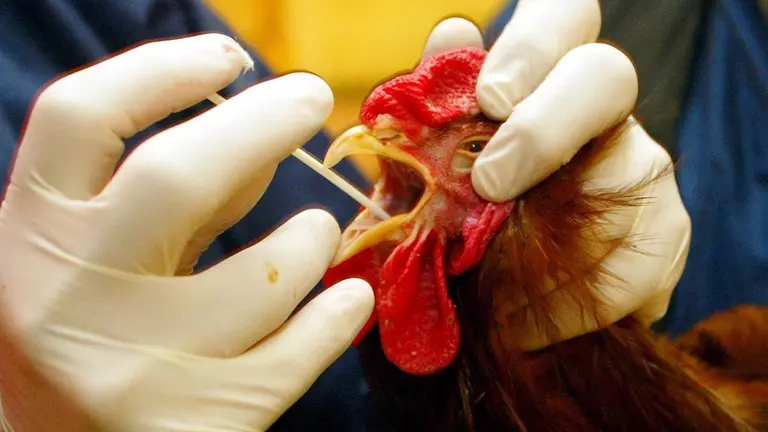 Fotograf&iacute;a referencial de un veterinario revisando una gallina./ EFE