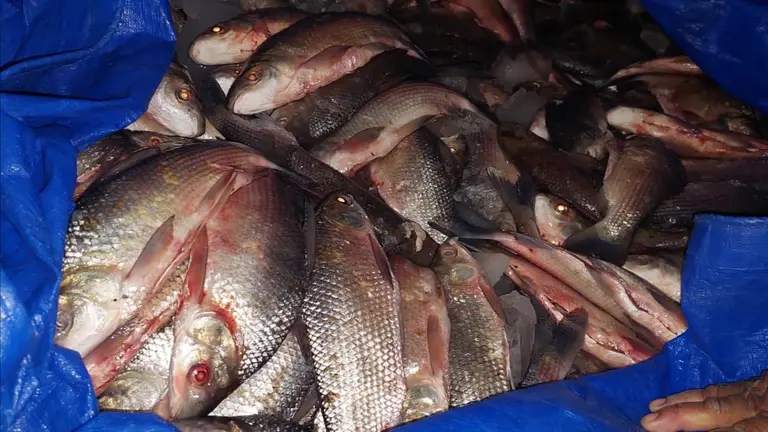 Pescados decomisados por t&eacute;cnicos de la Gobernaci&oacute;n, en el marco de la disposici&oacute;n de veda. GOBERNACI&Oacute;N
