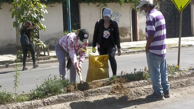Estudiantes de la UMSS, durante la plantaci&oacute;n de &aacute;rboles en la avenida V&iacute;ctor Ust&aacute;riz. ALCALD&Iacute;A DE COCHABAMBA