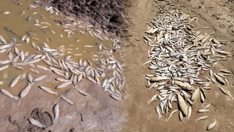 Varios peces murieron por el bajo caudal en el r&iacute;o Pilcomayo./ ERBOL