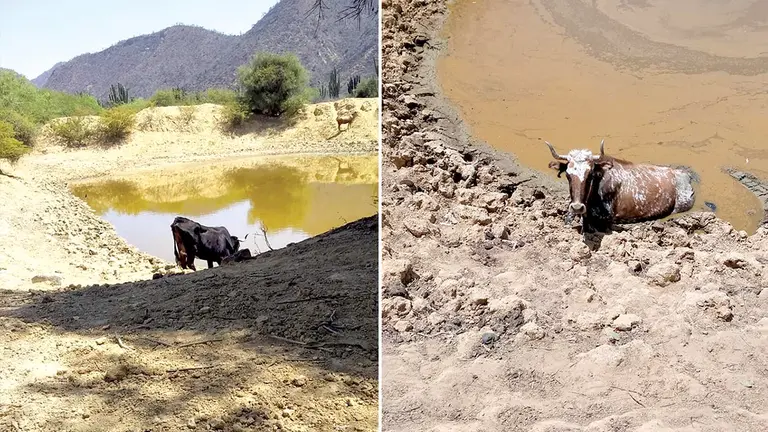 El ganado en atajados que cada d&iacute;a tienen menos agua, en Omereque. ALCALD&Iacute;A DE OMEREQUE