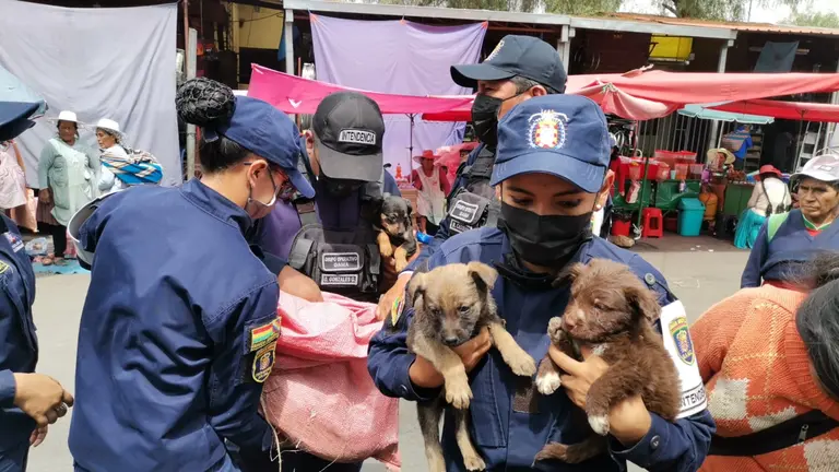 Personal de la Intendencia, durante el rescate de cachorros. INTENDENCIA