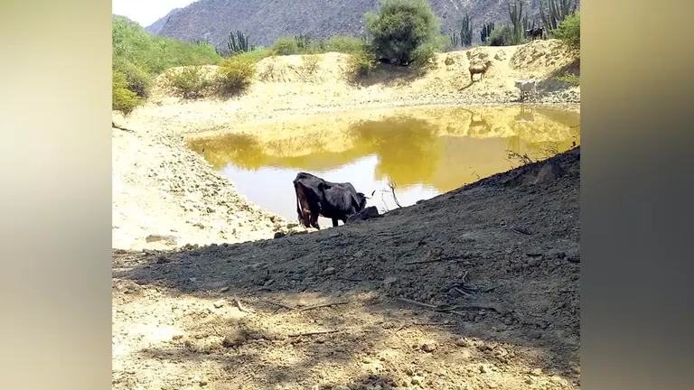 El ganado afectado por la sequía en Omereque.  ALCALDÍA DE OMEREQUE