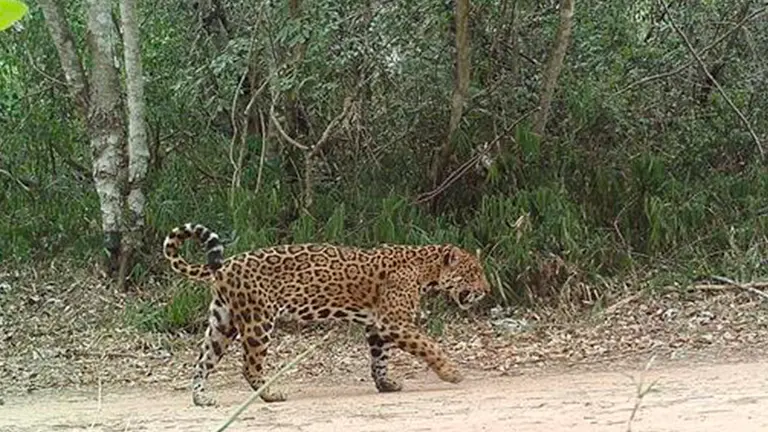 Sobre parque en Paraguay. EFE