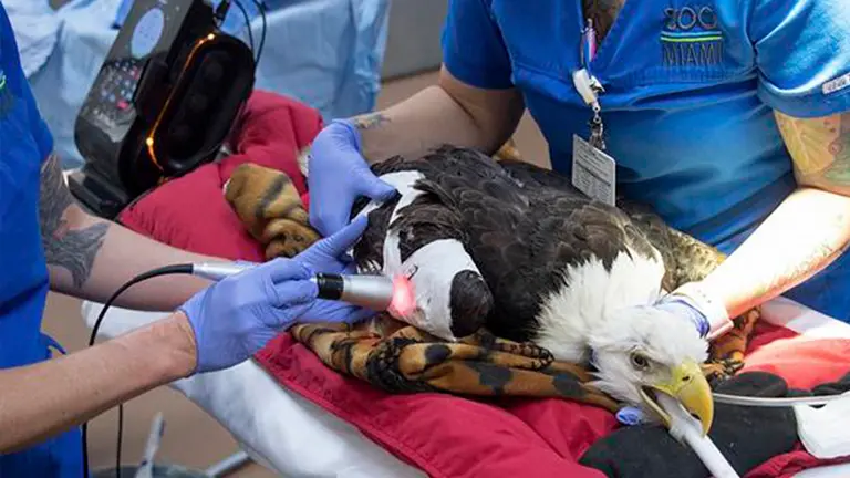 Sobre &aacute;guila. EFE