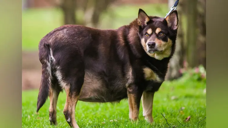 Cuatro consejos para prevenir el sobrepeso en las mascotas. REDCANINA
