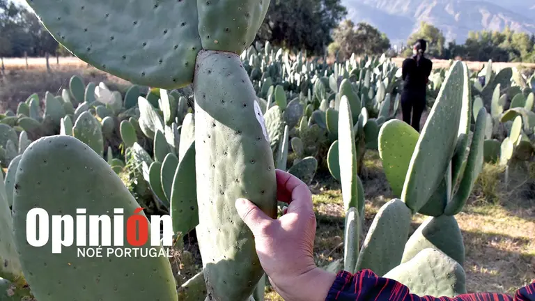 El área de cultivo, donde se encuentra la variedad 38 de la tuna forrajera, en el CIF &ndash; UMSS, en Tiquipaya.          NOÉ PORTUGAL