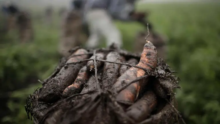 Sobre agricultura en Latinoamerica. EFE