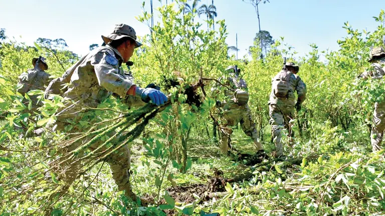 Efectivos de la Fuerza de Tarea Conjunta erradican coca excedentaria. ABI