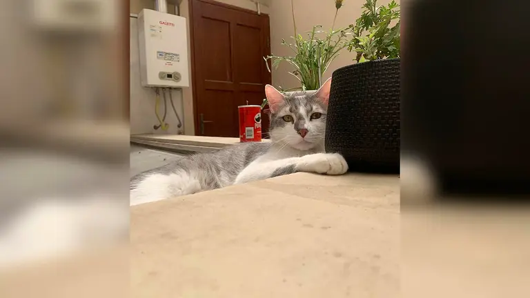 Fotograf&iacute;a de la mascota extraviada. RRSS