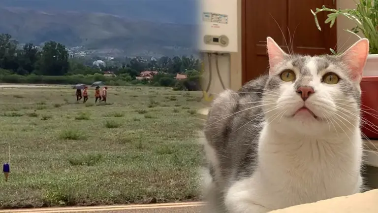 El gato Tito (iz) y el personal de Boa durante su b&uacute;squeda. RRSS
