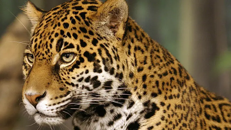 Jaguar./ EFE