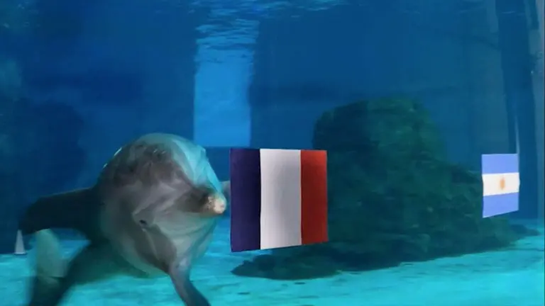 Nicholas, el delf&iacute;n adivino, escoge a Francia como ganadora del Mundial
