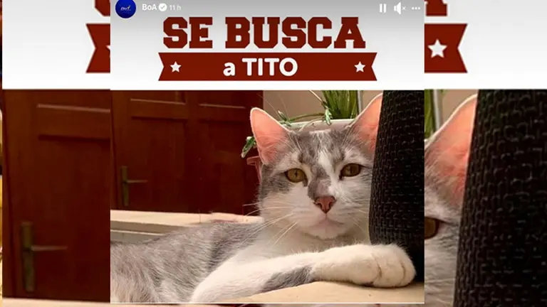 El gato Tito no aparece y BoA ofrece  $us 500 de recompensa. RRSS