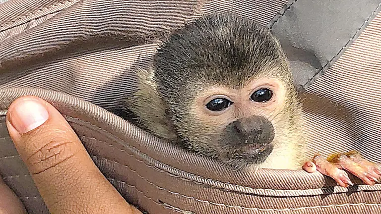 Un bebé mono refugiado en Senda Verde.       SENDA VERDE