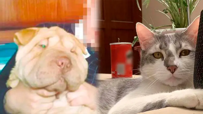 Imagen de archivo del can "Pantuque", fotograf&iacute;a del gato Tito.