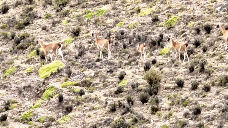 Guanacos captados al sur del país. ERBOL
