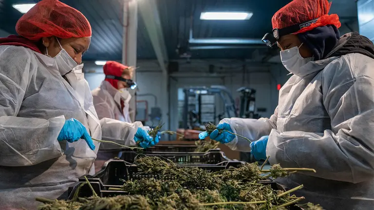 Primera tienda legal de marihuana abrir&aacute; en Nueva York el 29 de diciembre./ EFE