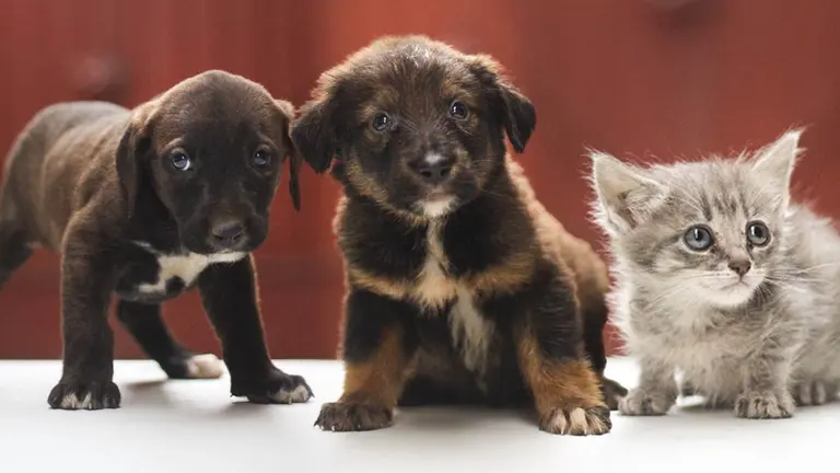 Algunos de los perros y gatos puestos en adopci&oacute;n por parte de Zoonosis, en una foto de archivo./ ALCALD&Iacute;A DE COCHABAMBA