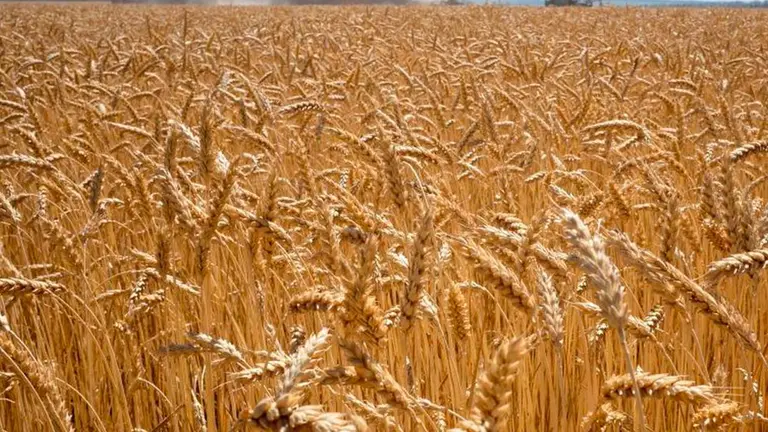 Cultivo de trigo. ARCHIVO