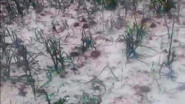La granizada que afect&oacute; a varias comunidades en el municipio de Quillacollo. RRSS
