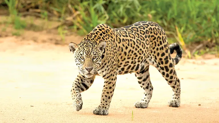 Jaguar (Panthera onca).
